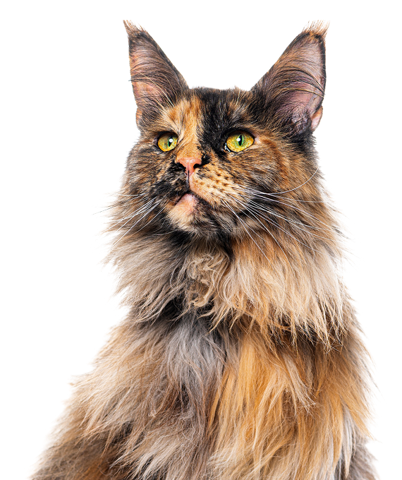 Long-haired Maine Coon Cat