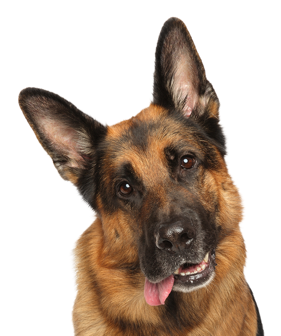 Curious German Shepherd Dog