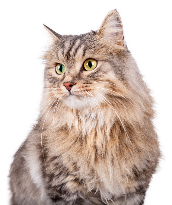 Siberian Cat