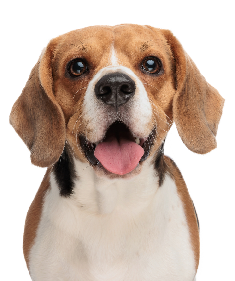 Happy Beagle dog