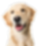 Happy Yellow Golden Retriever Dog