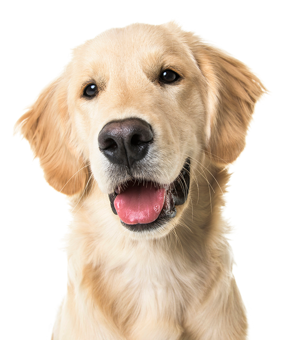 Happy Yellow Golden Retriever Dog