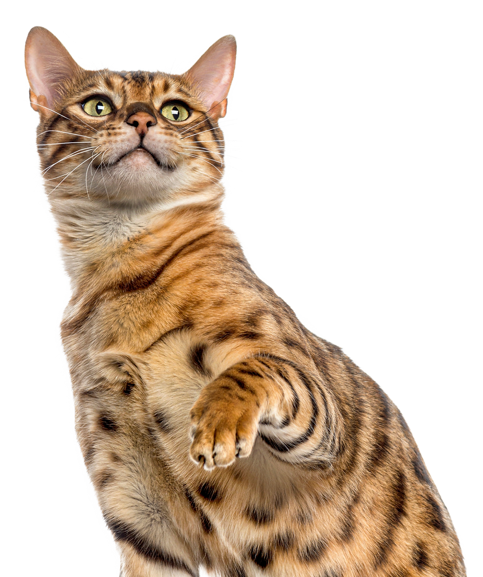 Happy Bengal Cat