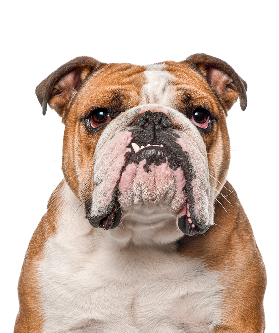 English Bulldog