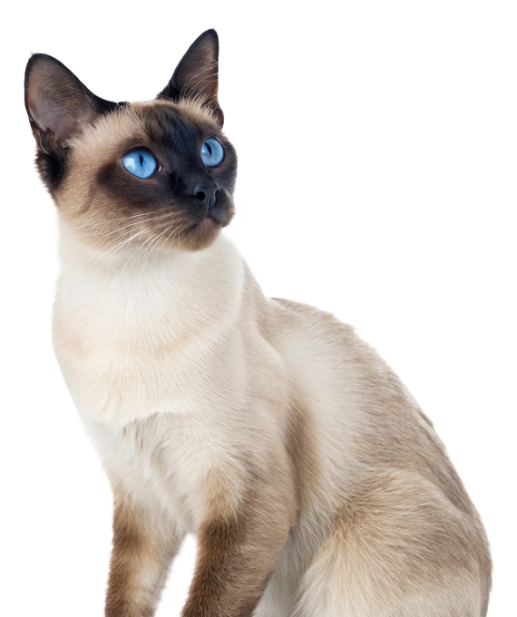 Curious Siamese Cat