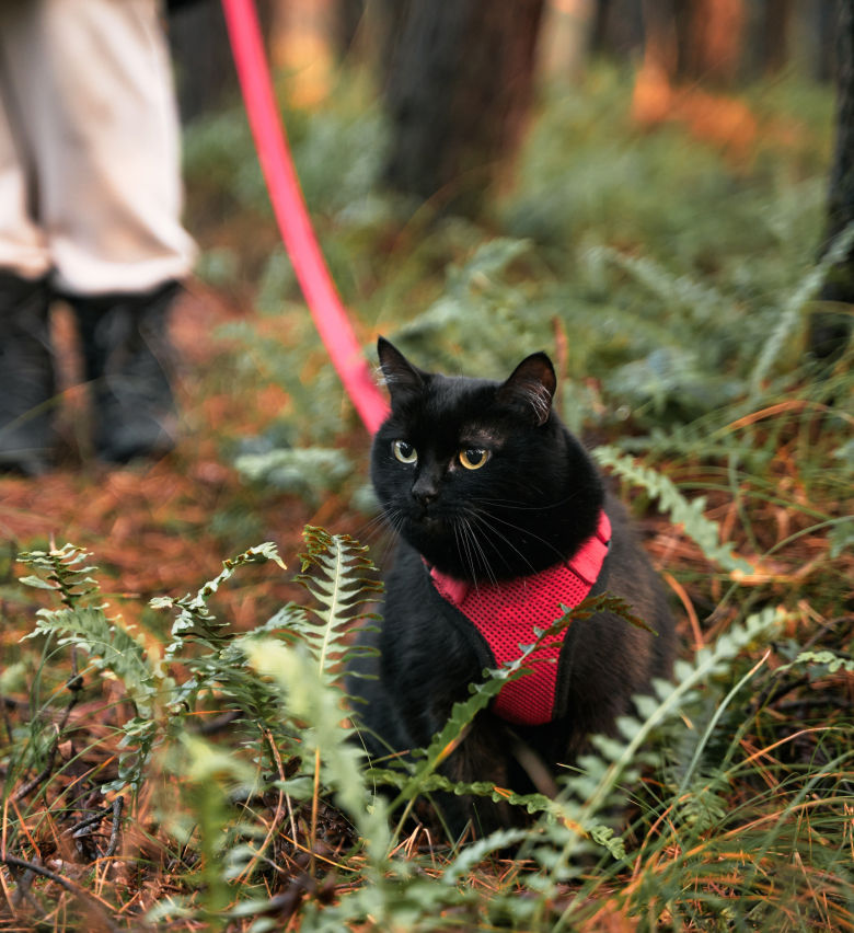 Cat hiking in a harness in Pennsylvania