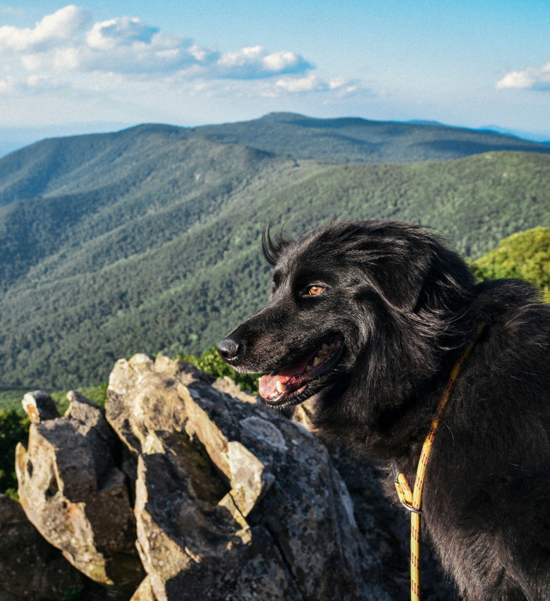 Dog hiking the mountains of Virginia