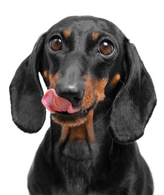 Dachshund dog