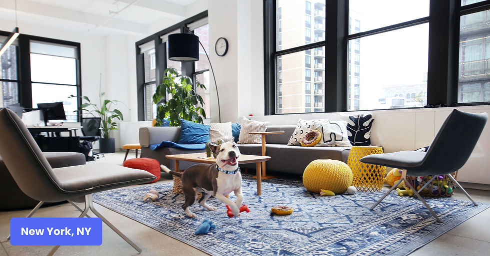 Pitbull puppy running around the New York office