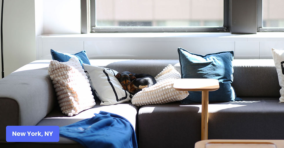 Small black dog curled up in the pillows at the New York office