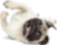 pet lying on its back