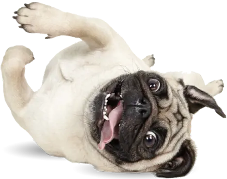 pet lying on its back