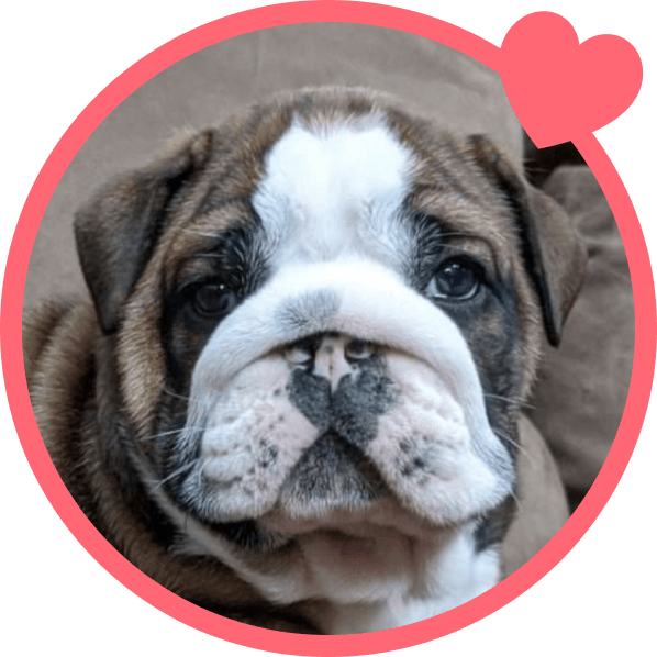 Portrait of Butch the dog with pet insurance