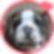 Portrait of Butch the dog with pet insurance