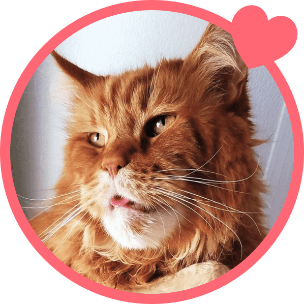 Portrait of Killian a cat with pet insurance