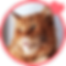Portrait of Killian a cat with pet insurance