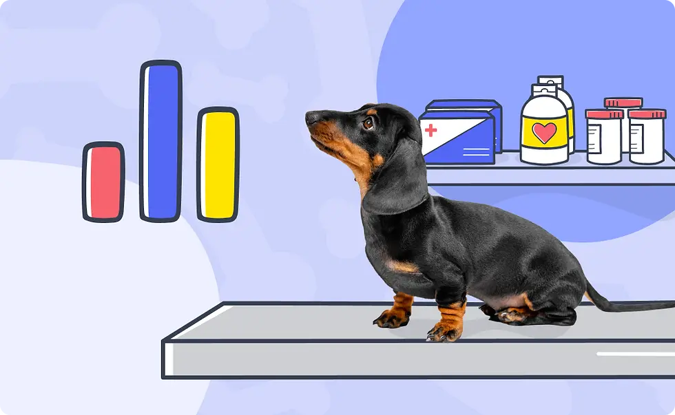 Veterinarian Shares Household Items Dangerous to Pets