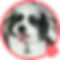 Portrait of Elsa a dog with pet insurance