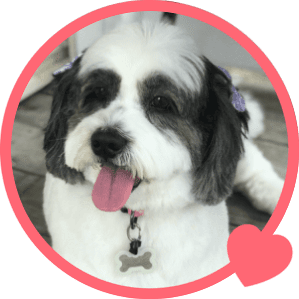 Portrait of Elsa a dog with pet insurance