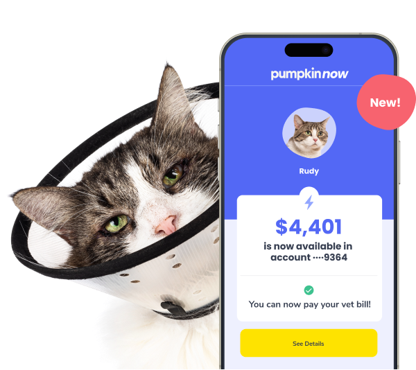 PumpkinNow pays a pet insurance claim in 2 minutes, find out how in our latest release