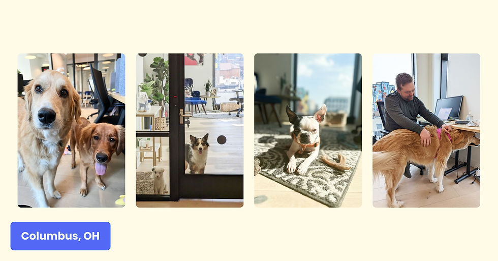 Four images of dogs enjoying comng to the office in Columbus Ohio