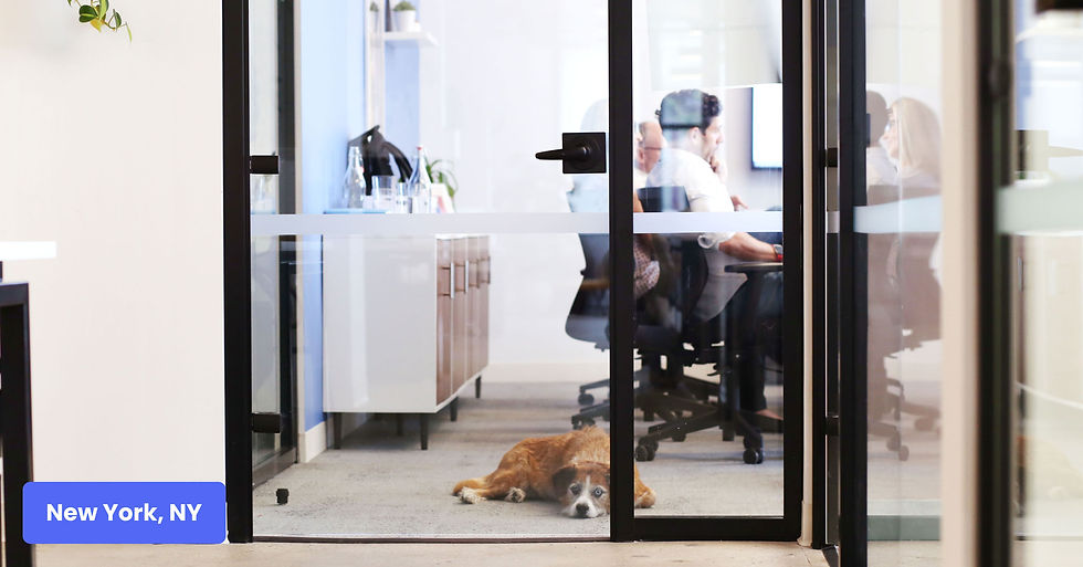 A dog relaxing in a meeting in the New York office