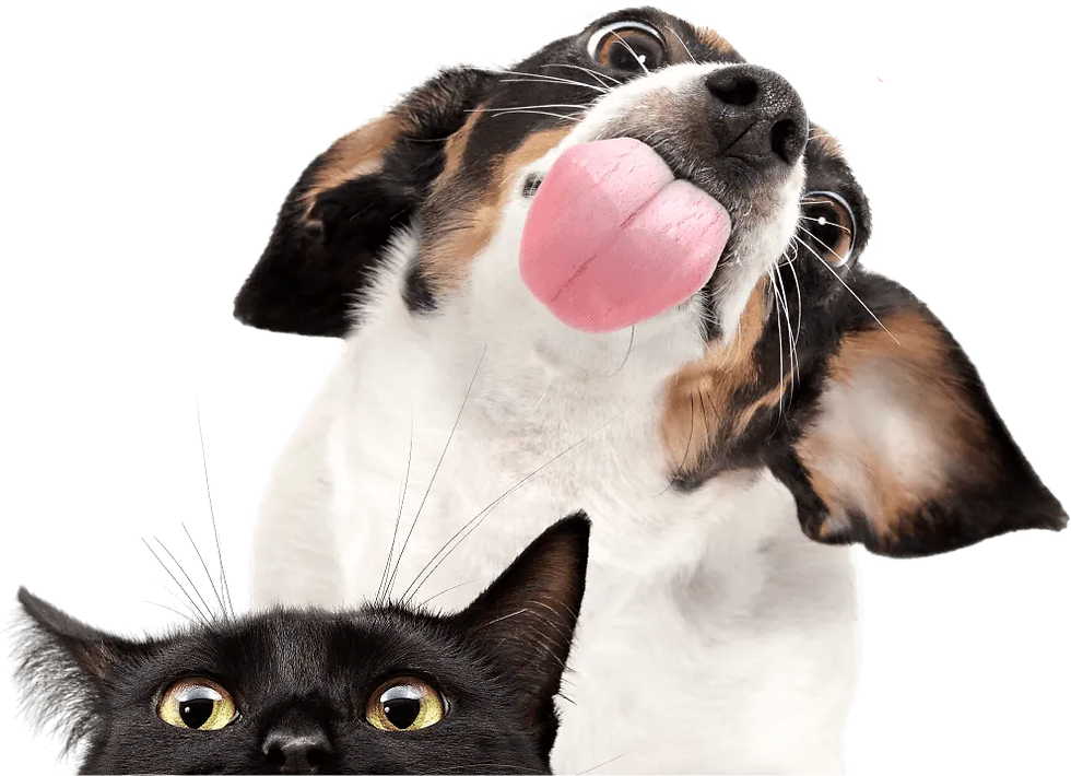 Portrtait of pets