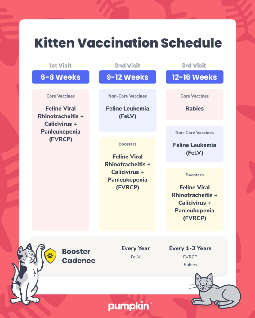 infographic with table listing core vaccinations for cats by age