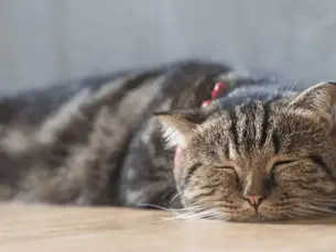 older cat with kidney disease sleeping