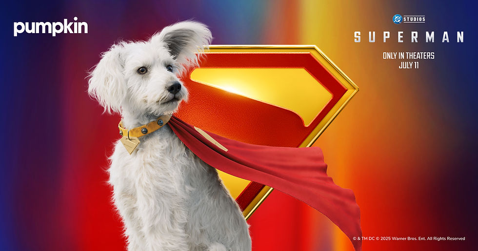 4 Dogs Who Are Real-Life Superheroes 