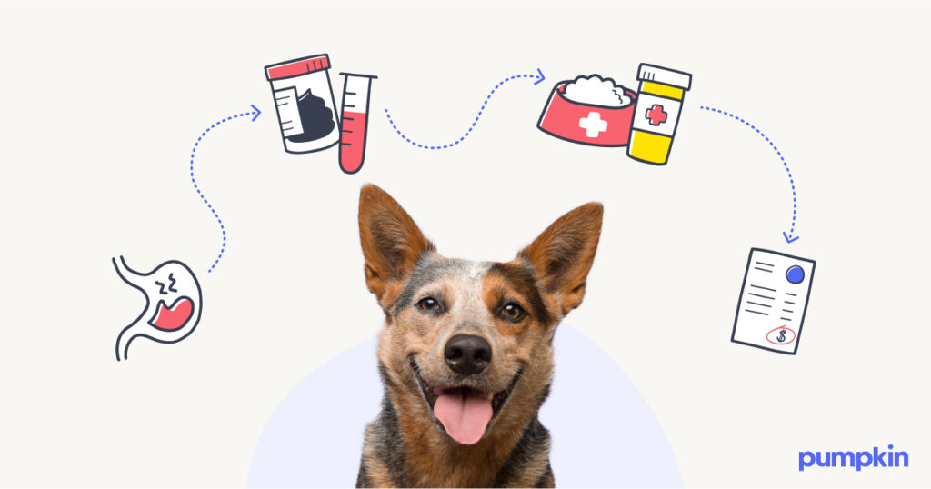 Red healer dog smiling with illustrations of different things pumpkin pet insurance can cover floating overhead like tests, prescriptions, and other vet bills. 