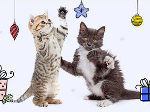 two kittens playing with holiday ornaments
