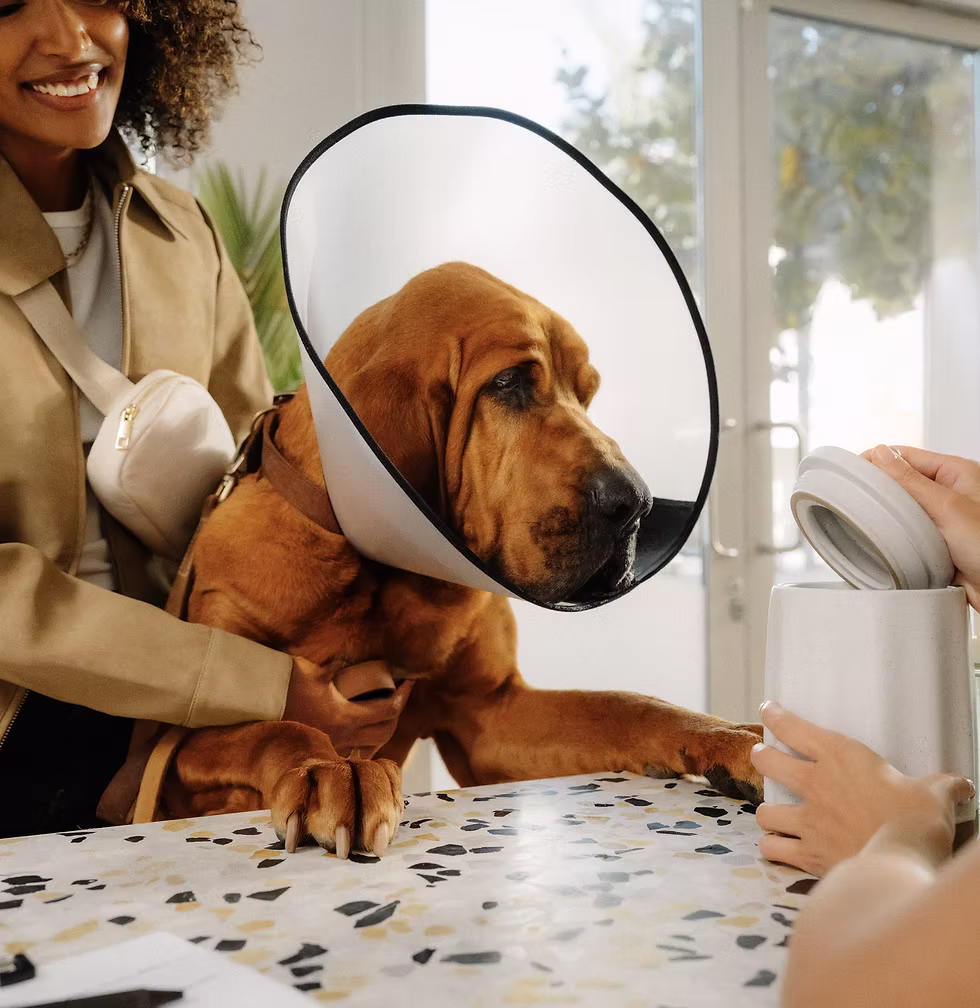 Large breed dog in a cone at the vet