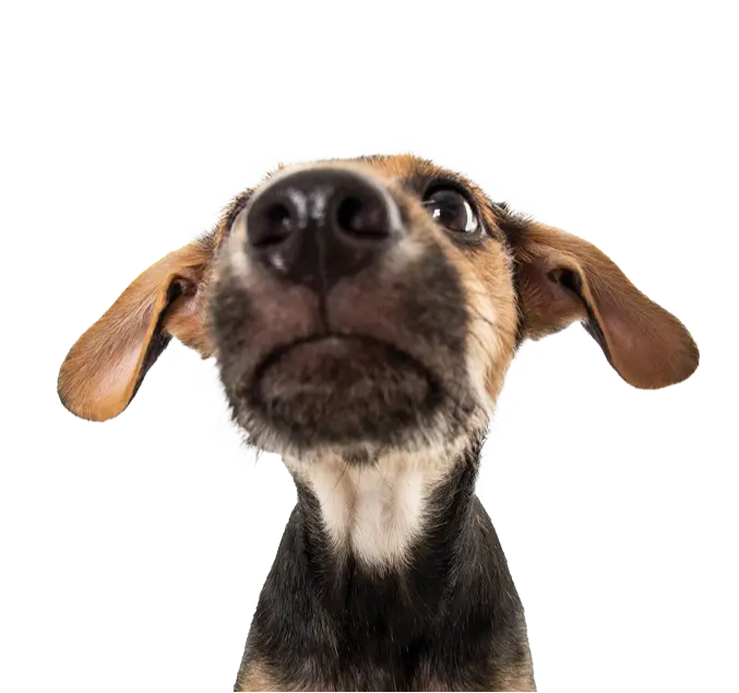 dog looking out