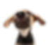 dog looking out