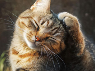 cat scratching eat with mites