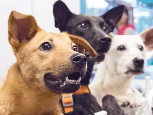 multiple dogs looking off camera in a kennel