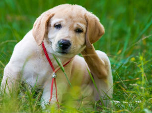lab puppy itching with fleas