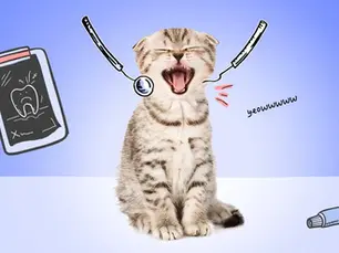 kitten showing its teeth while dental examine tools float around its head