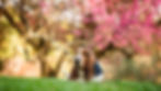 A basset hound lying on green grass with a backdrop of blooming pink trees, enjoying a sunny day outdoors.