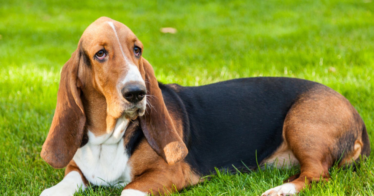 Photograph of a basset hound on green grass