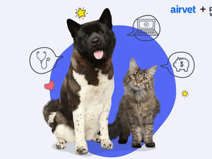 Dog and cat next to Pumpkin Wellness Club and Airvet Logo