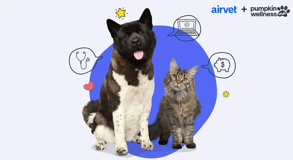 What Pet Benefits to Ask For at Work