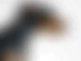 Alopecia in Dogs: Everything You Need to Know