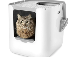 cat inside a litter box