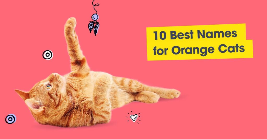 graphic with text that reads '10 best names for orange cats'