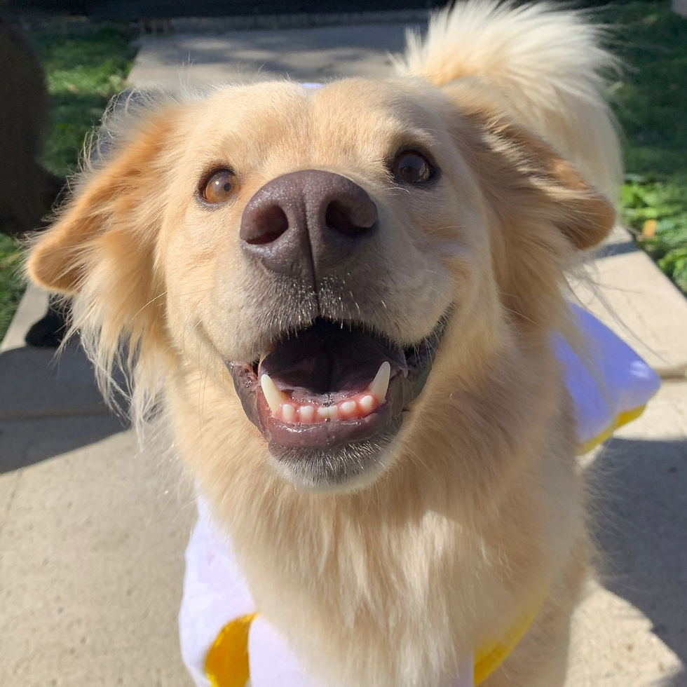Happy golden dog in a banana costume close-up outdoors, panting with a big smile, on a sunny walkway.