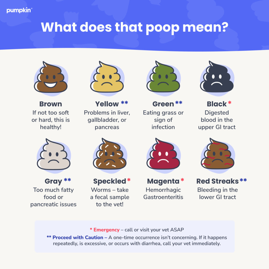 infographic titled 'what does that poop mean' showing different colors of dog poop and their meaning
