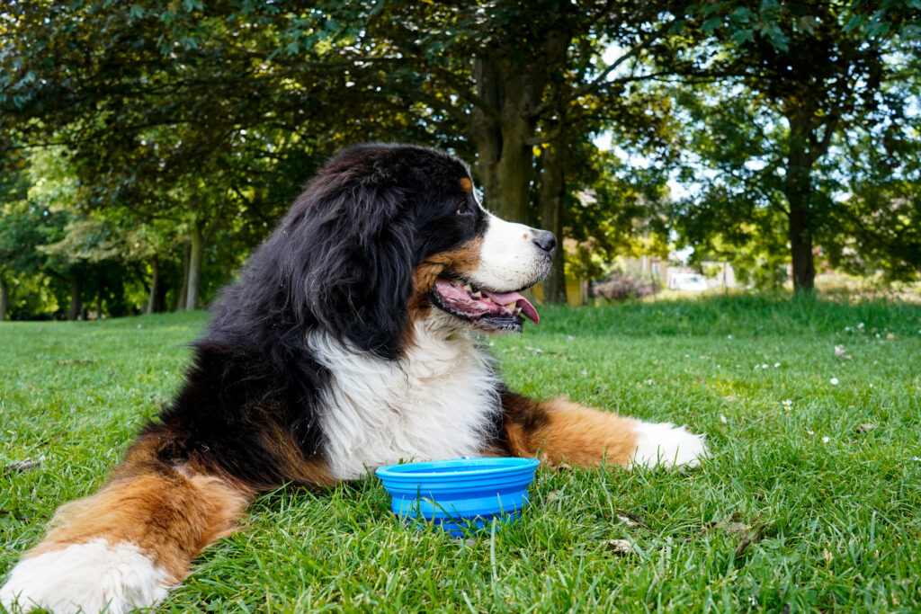 Bernese Mountain Dog lying in the grass with a blue bowl in a lush park in the summer. The dog looks content, surrounded by green trees.