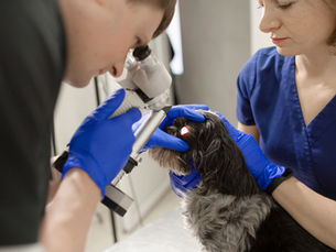 small dog getting an eye exam